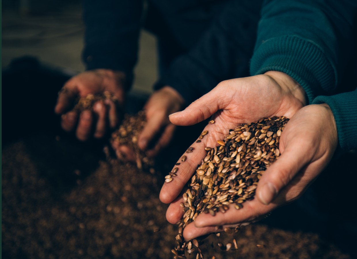 Hands holding fresh osage orange seeds